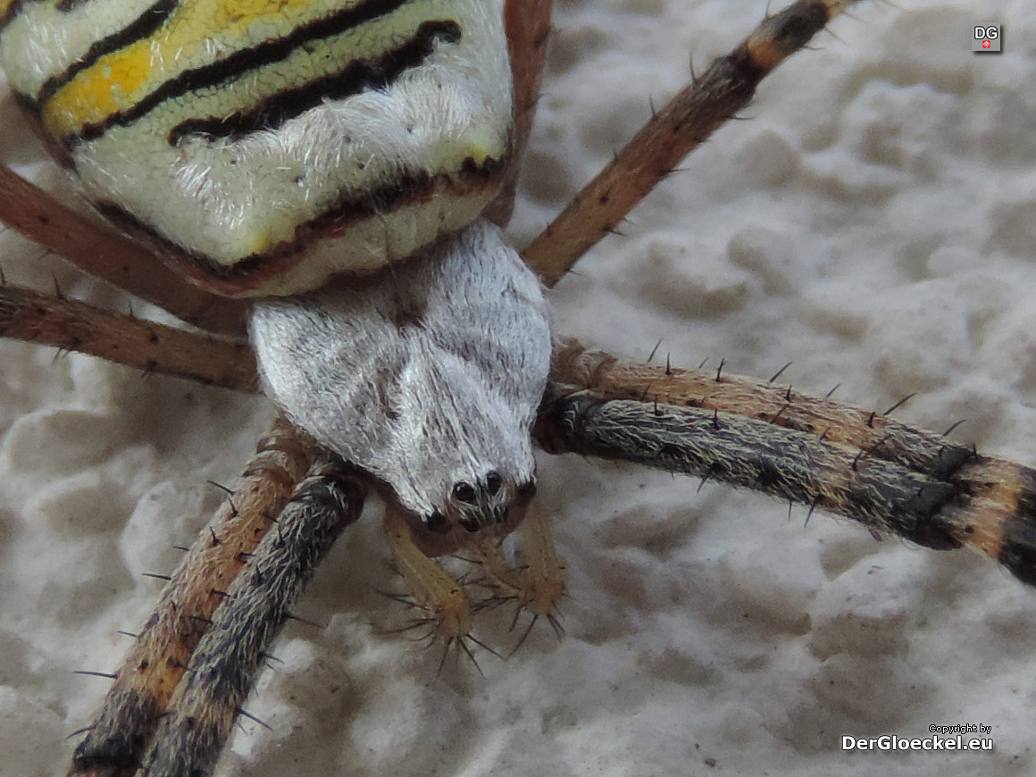 Wespenspinne Weibchen | Foto: DerGloeckel.eu