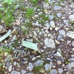 Kunststoffmüll belastet die Donau-Auen in Hainburg - die Umweltstadträtin der SPÖ blieb offensichtlich untätig | Foto: DerGloeckel.eu