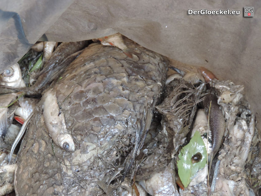 eingesammelte Fischkadaver der NÖ Berg- und Naturwacht Hainburg in Wolfsthal | Foto (C) Berg-und-Naturwacht.org