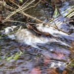 Berg- und Naturwacht Hainburg räumte tote Fische aus Bach in Wolfsthal | Foto (C) Berg-und-Naturwacht.org