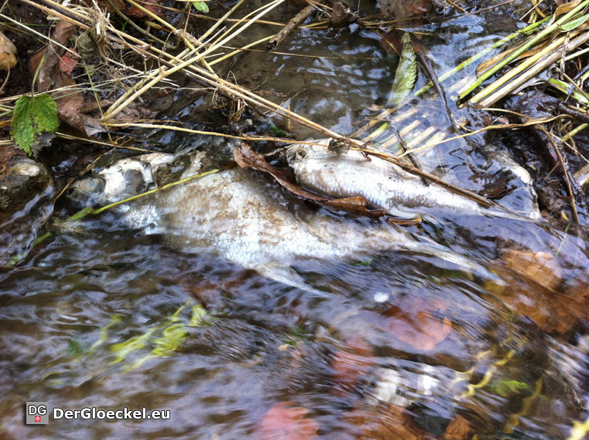 Berg- und Naturwacht Hainburg räumte tote Fische aus Bach in Wolfsthal | Foto (C) Berg-und-Naturwacht.org